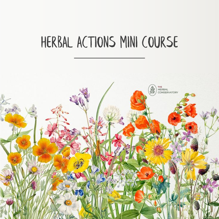 Herbal Actions Mini Course