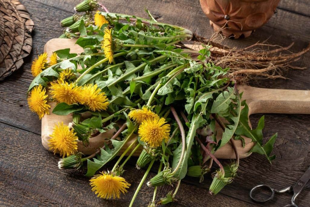 dandelion plants with flowers and roots