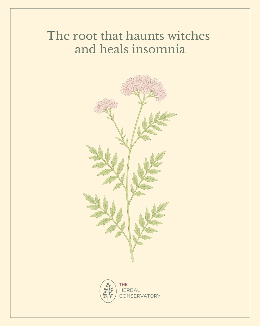 Read more about the article The One Herb That Shows Up in Witchcraft, WWII, and Your Nighttime Tea