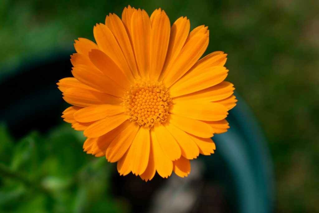 Calendula flower