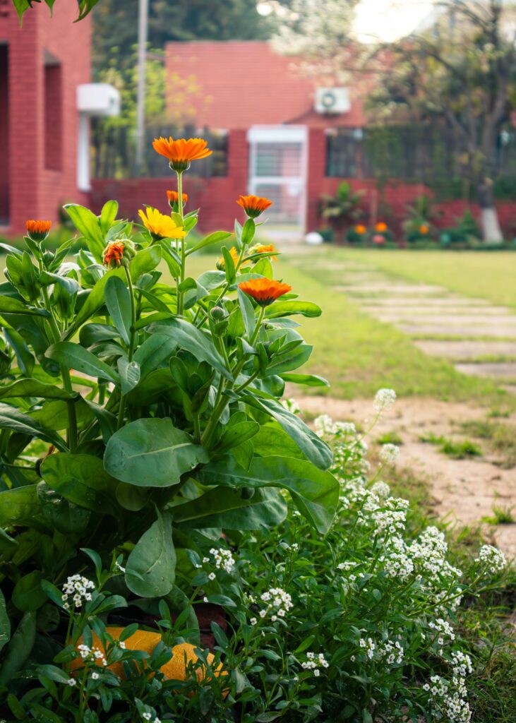 calendula plants