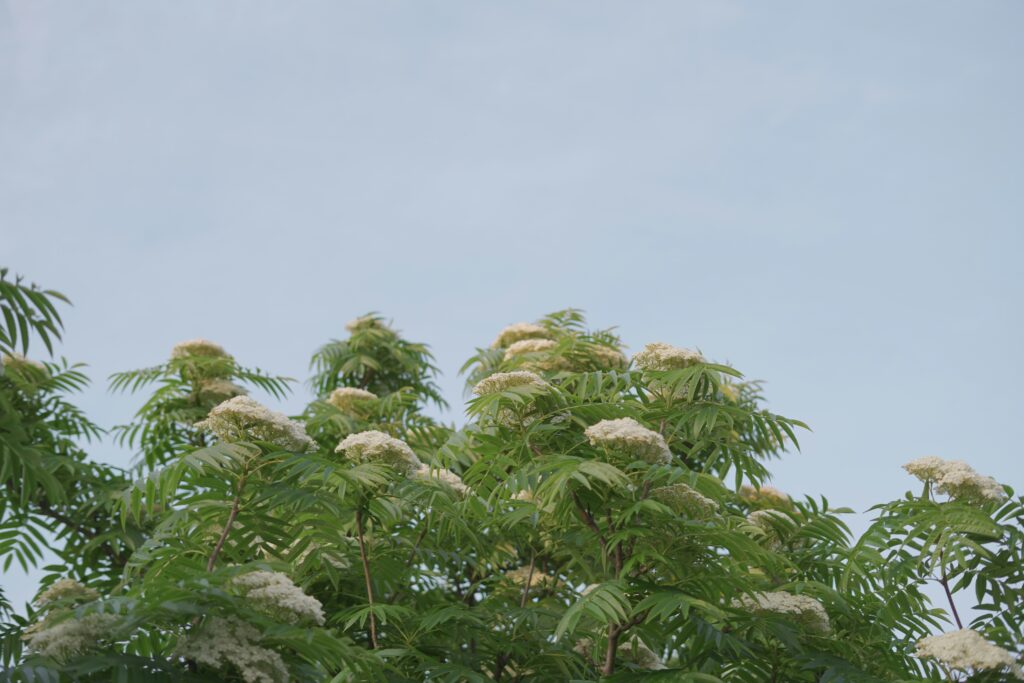 elder bust with many elderflowers
